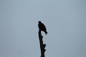 yellow billed kite on a gum tree