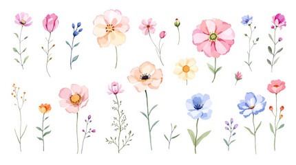 Flowers on a white background