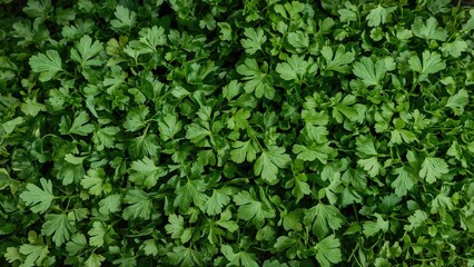 Overhead shot of vibrant green cilantro leaves arranged on a rustic wooden surface