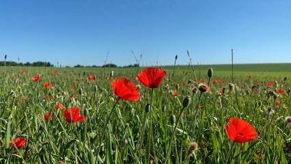 Obraz premium Vibrant flowers scattered across a verdant field on a clear sunny day