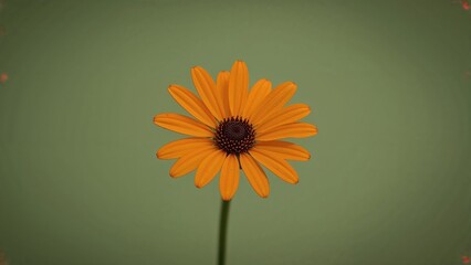Isolated orange helenium plant with a rich green background
