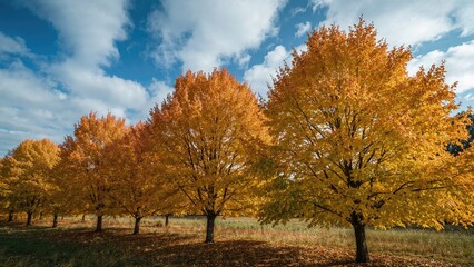Autumnâ€™s golden leaves turn the landscape into a stunning display of vibrant colors.