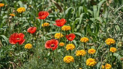 Bright wildflowers including crimson poppies and sunny marigolds bloom in a thriving garden, highlighting natural beauty.
