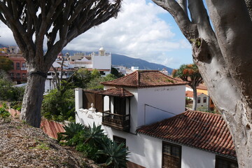 Altstadt und Drachenbäume in La Orotava auf Teneriffa
