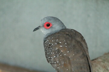 ring eyed dove female