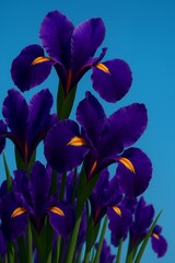 Vibrant Purple Iris Flowers Against a Clear Blue Sky A Stunning Floral Display of Nature's Beauty
