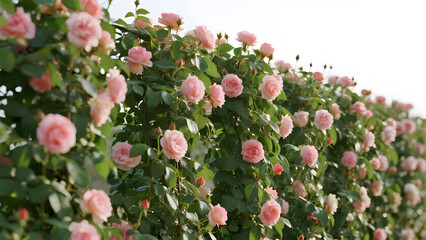 Abundant blooming pink roses climbing a garden wall on a bright sunny day with White Background