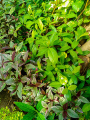 The foliage grows abundantly. Green and beautiful leaves background.