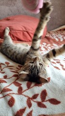 Small grey kitten playing at home. 
