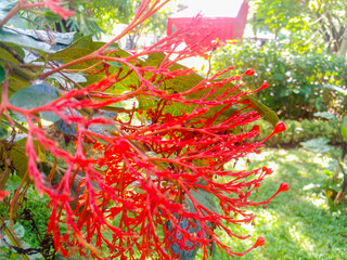 Clerodendrum paniculatum flowers are beautiful and charming.