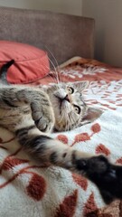 Small grey kitten playing at home. 