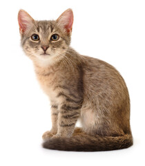 Kitten on white background.
