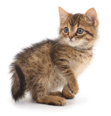 Kitten on white background.