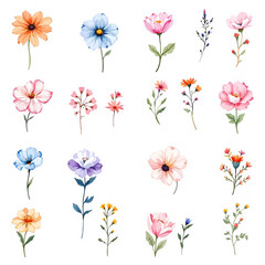 Collection of flowers, Set of flowers, Set of colorful floral elements