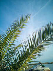Fototapeta premium Palm leaves frame calm waters where boats are anchored, under a clear sky, creating a serene coastal scene that evokes relaxation and tranquility