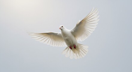 Obraz premium Majestic White Dove in Flight Against a Serene Sky, Symbol of Peace and Hope