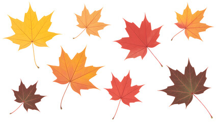 Vibrant autumn maple leaves floating with rich colors perfect for fall designs, seasonal greetings, and nature-inspired projects