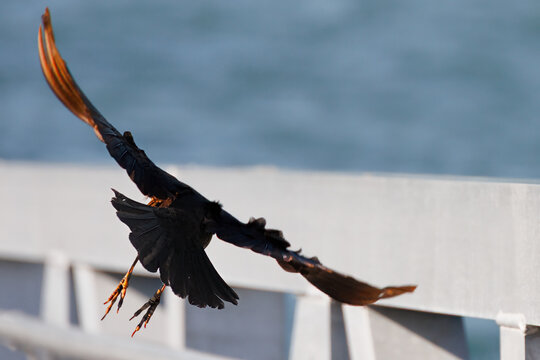 Boat-tailed Grackle Inbound