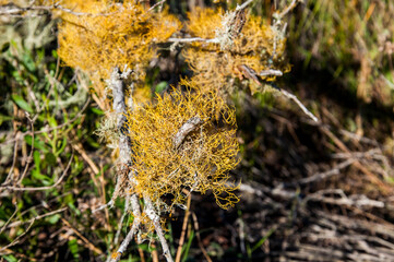 Yellow lichen on the branches of a tree in the autumn forest