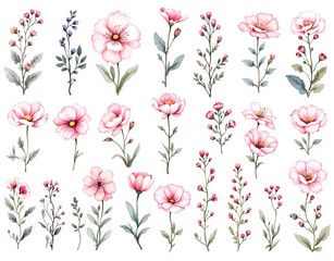 Pink tulips on white background, Bouquet of flowers, Set of watercolor wild flowers, Set of flowers clipart	