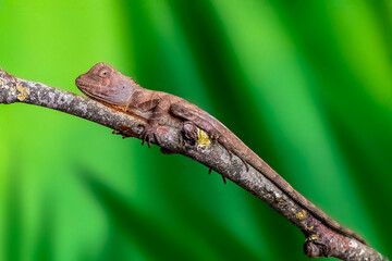 Juvenile female Boyd's forest dragon on a branch in a terrarium. Hypsilurus boydii, Loiret 45, région Centre Val de Loire, France, European Union, Europe