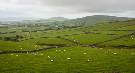 Naklejka premium An aerial view of a lush green field with sheep grazing and stone walls dividing the landscape