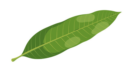 Obraz premium Tropical Green Leaf Flat Vector Illustration on White Background 