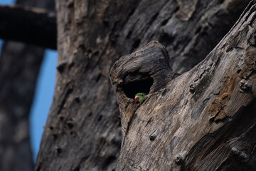 A small vibrant Green parakeet inside the cage of tree and watching, the background is blurred with blue sky.