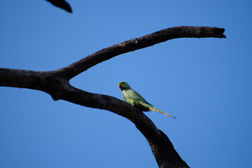 A vibrant Rose ringed parakeet perched on a weathered  tree branch, with soft blurred background. Colorful parrot with red beak and vibrant feathers in natural habitat.