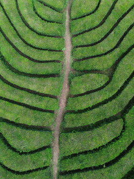 Tea grass