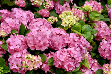 Pink hydrangea flowers in full bloom