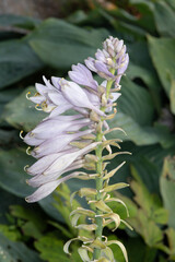flowering plantain lily resp.Hosta plant,Rhineland,Germany