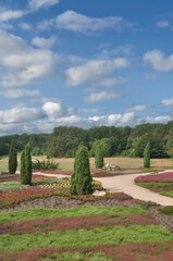 the public Heather Garden in Schneverdingen,Luneburg Heath,lower Saxony,Germany