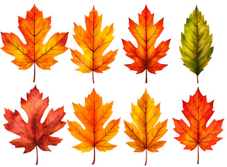 Eight vibrant leaves in various shades of red, orange, and yellow, creating a beautiful autumnal display