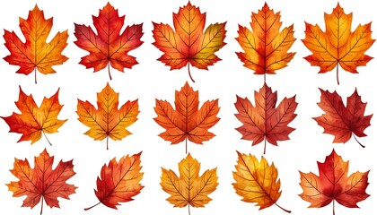 Fototapeta premium Fifteen beautifully detailed maple leaves in various shades of red, orange, and yellow create a stunning autumnal display