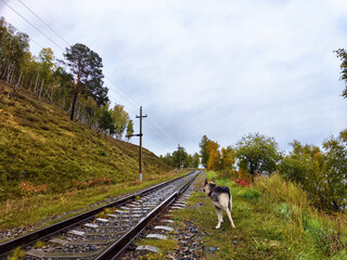 Dog stands by railway track in a rural landscape with green hills and autumn trees on a cloudy day