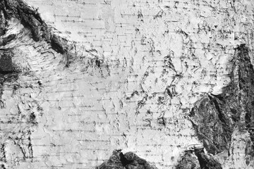 pattern of birch bark with black stripes