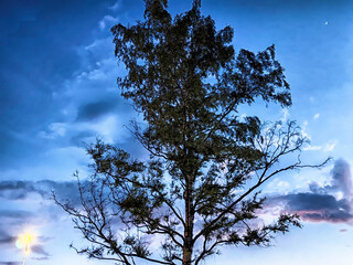 Tall tree silhouetted against a vibrant sky with clouds at dusk in an open area