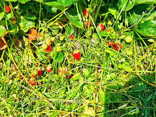 Strawberries ripe for picking in a sunny garden during the growing season