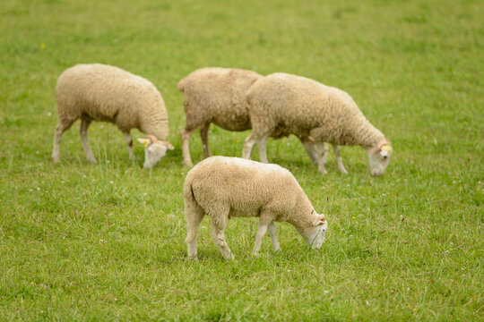 Brebis  en estives, dans les p&acirc;turages en moyenne montagne, Pyr&eacute;n&eacute;es, Ossau, broutent l'herbe fra&icirc;che