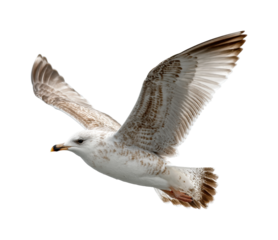 Seagull in flight over ocean waves nature coastal environment aerial view isolated on transparent background, png