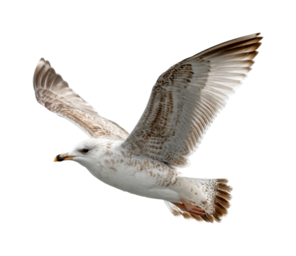 Seagull in flight over ocean waves nature coastal environment aerial view isolated on transparent background, png