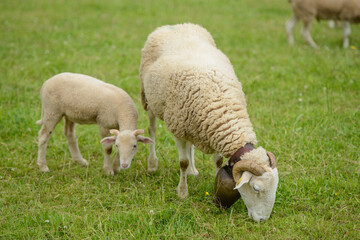 Brebis et son agneau en estives, pâturages en moyenne montagne, Pyrénées, Ossau, broute l'herbe fraîche