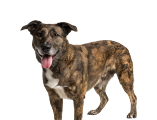 Playful dog posing in pet joyful moments isolated on transparent background, png