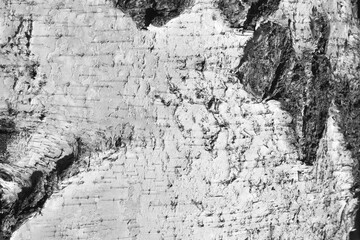pattern of birch bark with black stripes