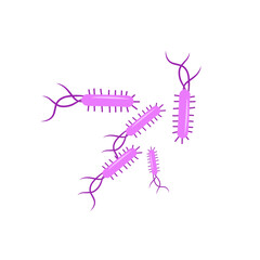 Escherichia coli bacterial vector