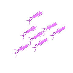 Escherichia coli bacterial vector