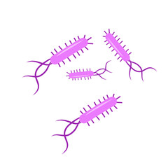 Escherichia coli bacterial vector