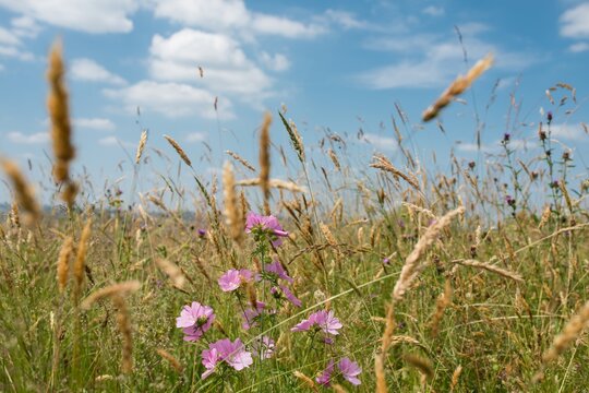 Champ en campagne avec de superbes fleurs roses et violettes en premier plan