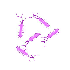 Escherichia coli bacterial vector